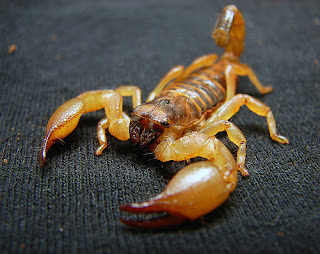 Some interesting facts about Scorpion